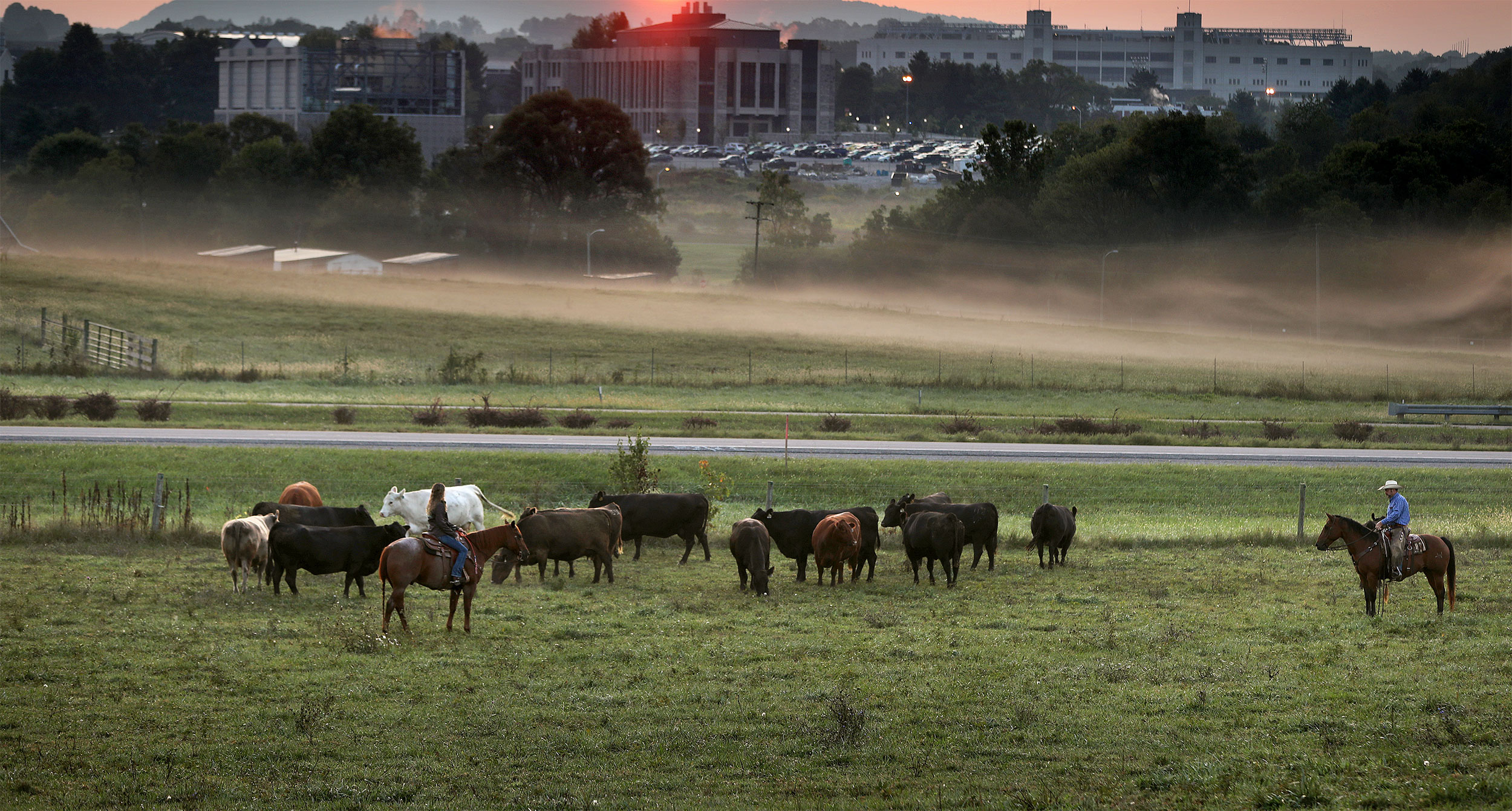 Virginia Tech cattle