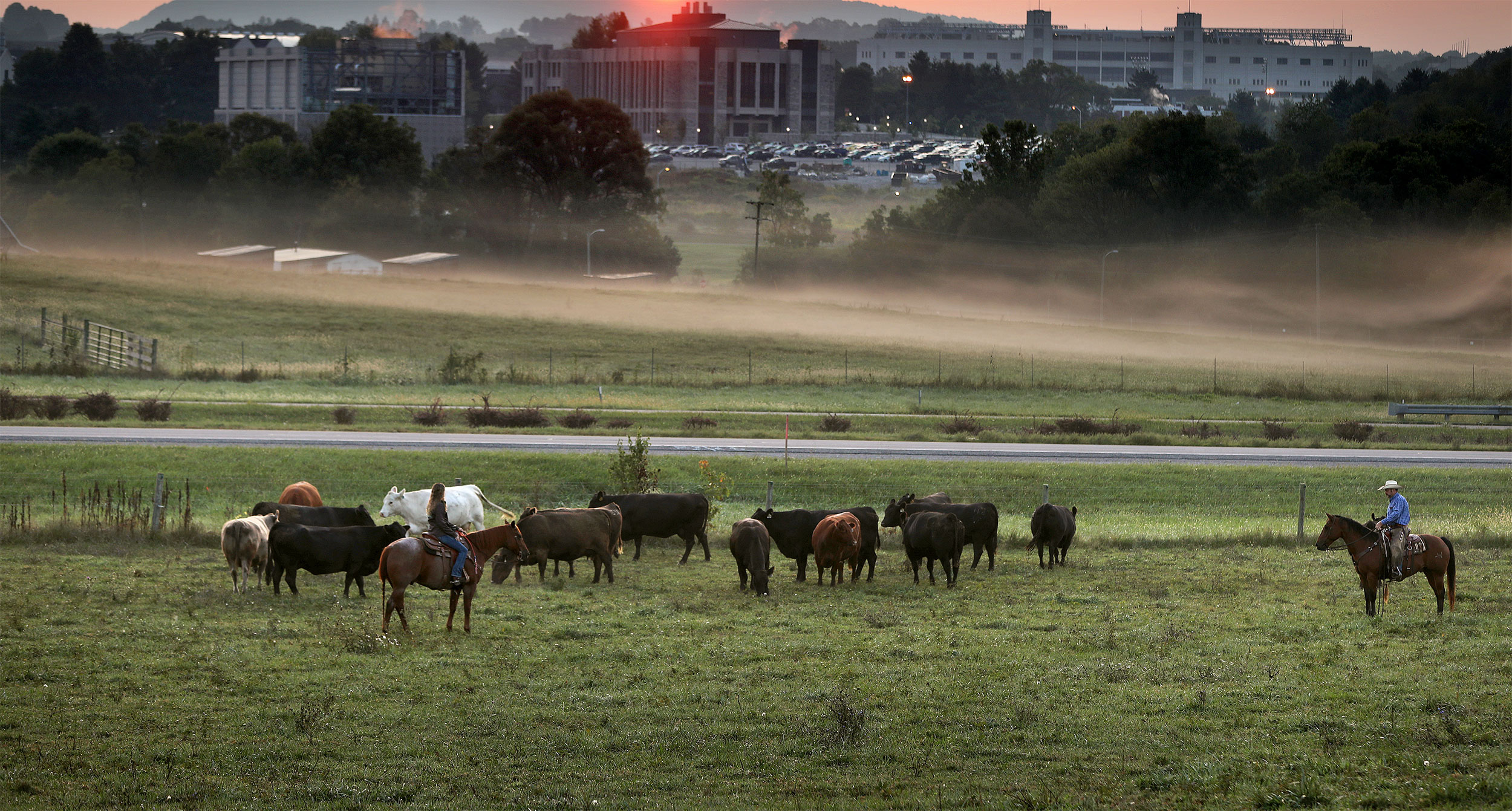 Virginia Tech cattle